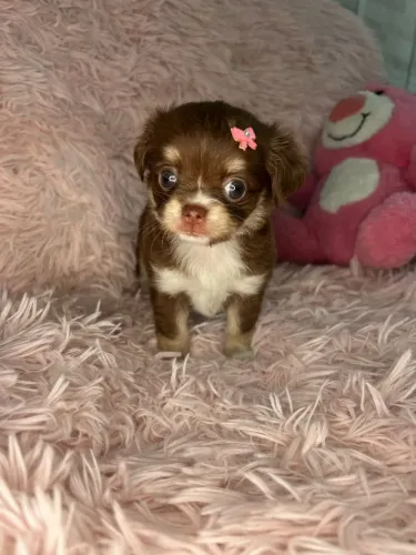 Chihuahua Pelo longo ! Leve hoje para sua casa.