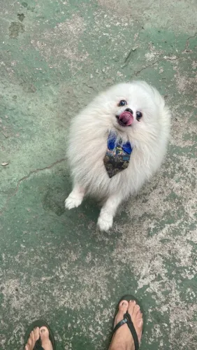 Spitz alemão