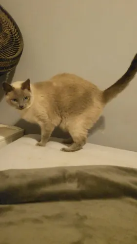 ADOÇÃO RESPONSÁVEL Gato Siamês Cinza e Branco CASTRADO