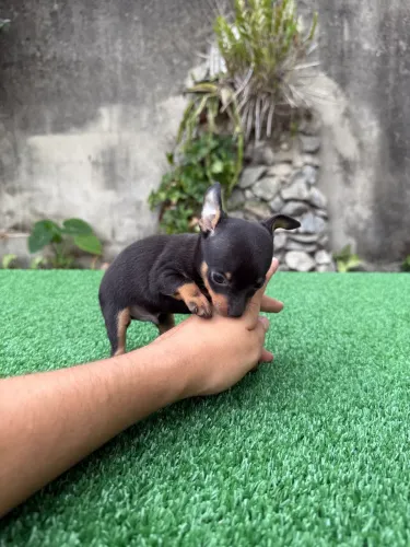 Pinscher maravilhosos filhotes machos e fêmeas 