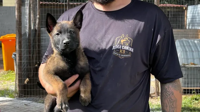 Filhotes de pastor belga malinois com pedigree - Linhagem Selecionada