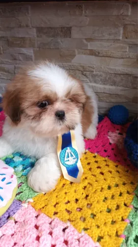 Filhotes de shih tzu belíssimos