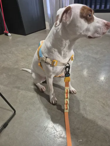 Peitoral antipuxão + Guia com amortecedor ZEEDOG