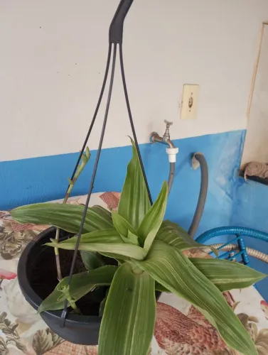Vendo esta muito de orquídea pendente