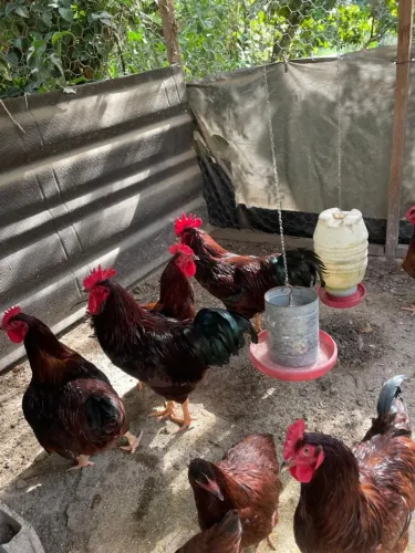 Galos Rhode Island Red