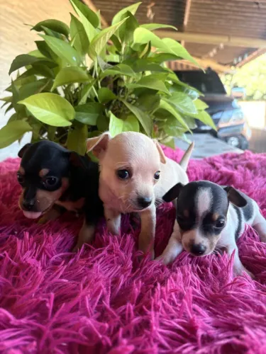 Pinscher