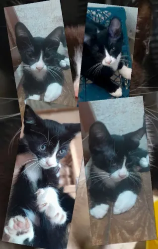 GATINHO PARA DOAÇÃO