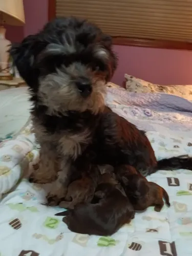 poodle x yorkshire