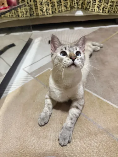 Gata pra adoção responsável