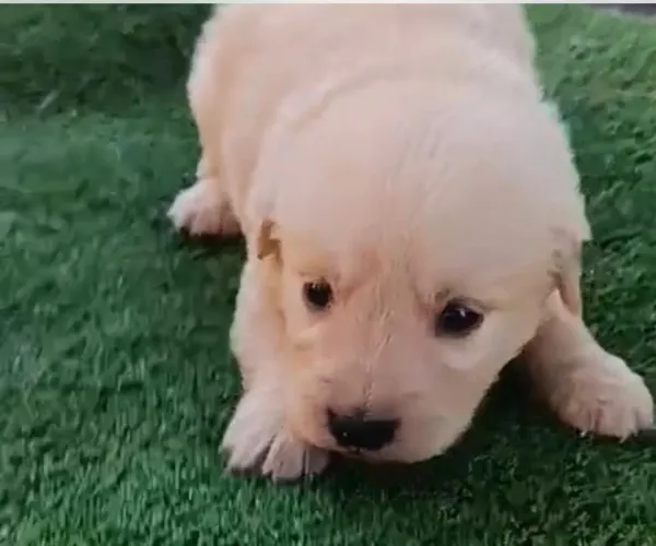 Golden retriever companheiro da família