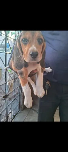 Filhote beagle