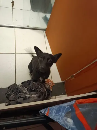 Doa cachorro Fêmea 