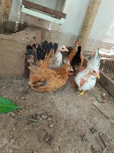 Galinhas ,frangos e galos Garnizé