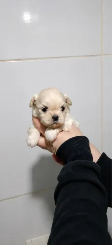 Lhasa apso