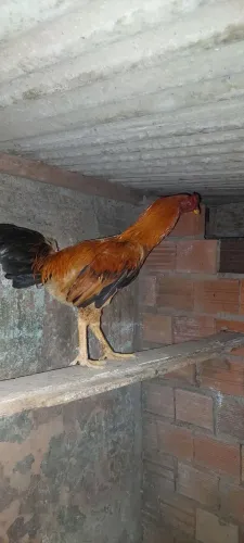 Lindo frango 