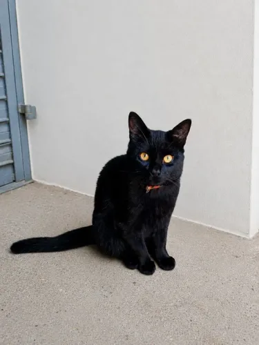 Doação Gato