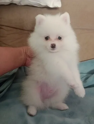 Spitz alemão Anão, em 10x, com pedigree , entregamos