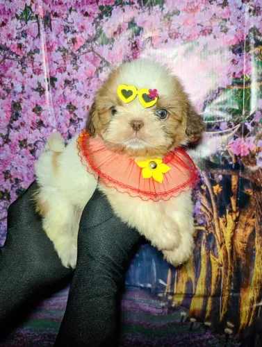Fêmea de Shihtzu 