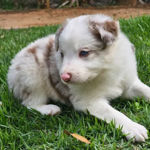 Filhote de Border Collie macho Red Merle