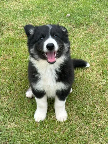 Border collie macho