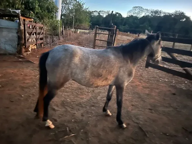 Pônei - piquira