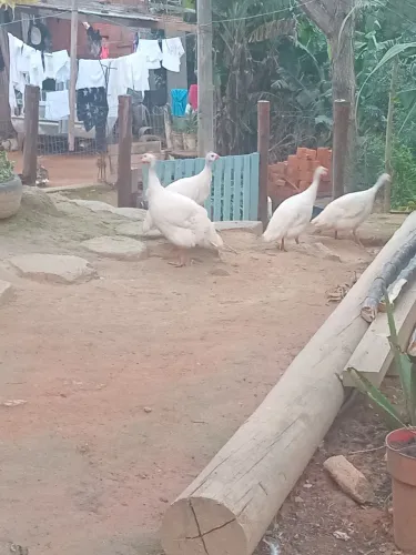 Vendo lindas angolista branca 3 femia 1 macho  já começando a postura 80 cada
