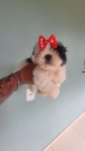 VENDO FILHOTE SHIH TZU FÊMEA