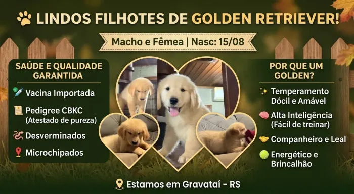 Filhotes de Golden