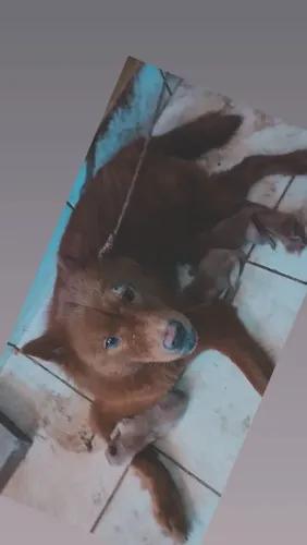 Chow-chow 