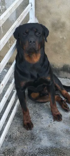 Filhote de rottweiler 