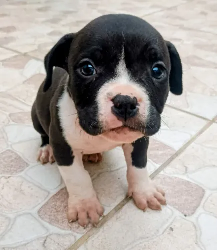 PROMOÇÃO Filhote MACHO de American Bully