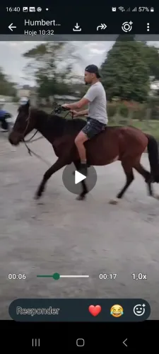Cavalo muito manso