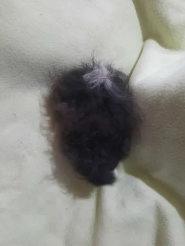 Porquinho da india raça Lunkarya 