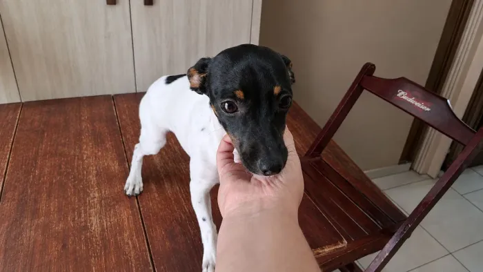 Vendo pinscher número 1 tricolor fêmea de 6 mêses *