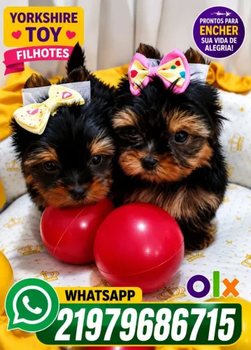 Yorkshire micro macho e fêmea raça pura lindos 