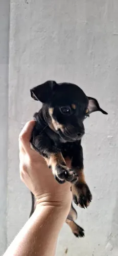 Filhote de pinscher