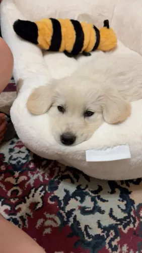 Golden Retriever carinhoso