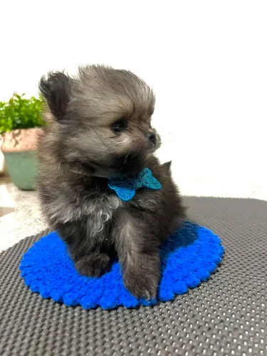 Vende se spitz alemão anão macho
