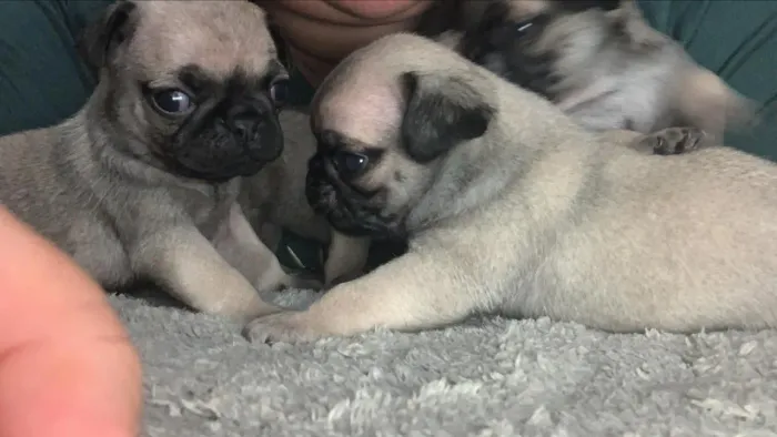 Pug 