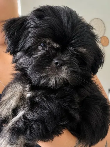 Shitzu preto com pedigree