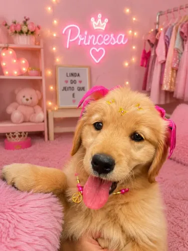 Filhotes de golden retriever