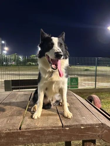 DOA SE BORDER COLLIE
