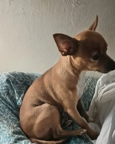 Vendo pinscher 0