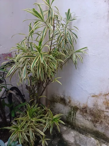 Linda planta