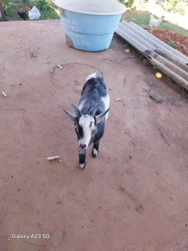 Vende um cabrito