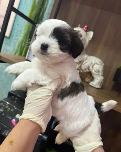LAZA APSO MACHO 1300