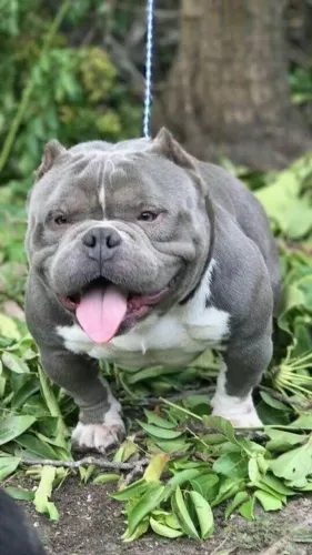 Américam Bully +pedigree grátis parcelo 