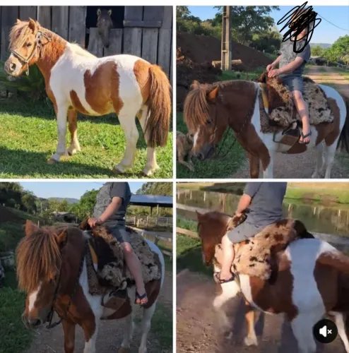 Pônei Tubiano