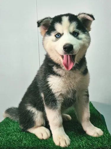 FILHOTES DE HUSKY SIBERIANO com PEDIGREE da CBKC! Machos e Fêmeas!!!