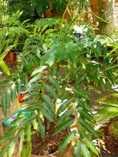 Pé de Cajarana produzido 1,30 de altura 